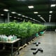 Illegal cannabis worth $20 million found in Oakland warehouse