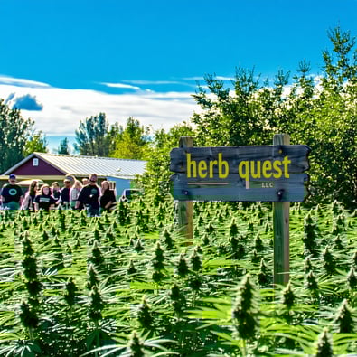 Pine County Gets MN's First Cannabis License!