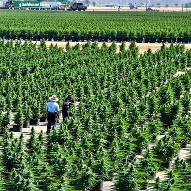 Cannabis Farm Raids Spark Fear and Uncertainty