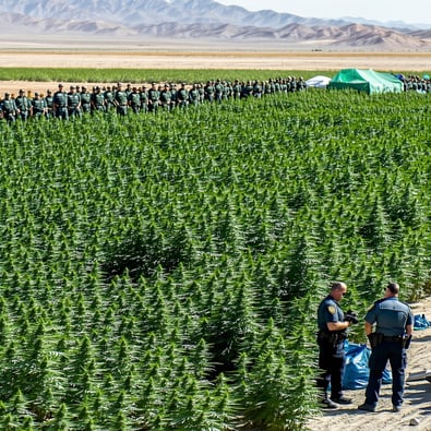$120M Illegal Cannabis Bust in Central Valley