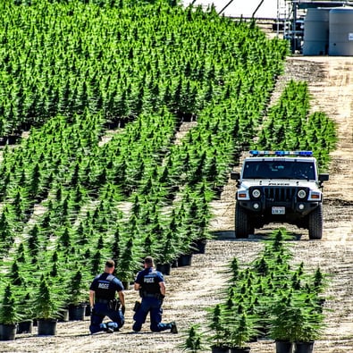 Over $316 million worth of illegal cannabis seized in California