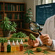 New Study: Cannabis Terpenoids Relieve Pain