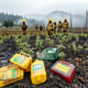 Siskiyou Co. Acts on Toxic Pesticide at Illegal Grows