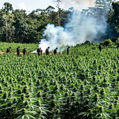 NDLEA Busts Huge Cannabis Farm, Nabs 7 Crooks!