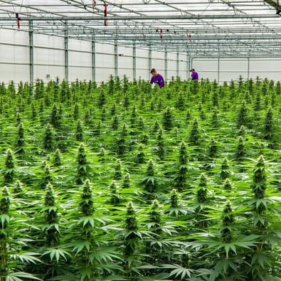 Lavender, citrus and candy: Weed's signature aroma changes with the times