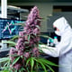 Pink Pepper Is the New Rosetta Stone of Cannabis