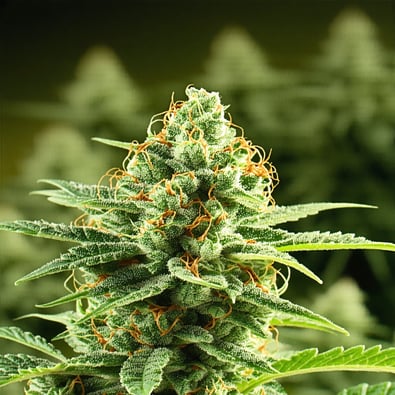 Free Cannabis for Low-Income Cancer Patients in NY!