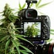 Trends in Cannabis Video Production Post-Legalization