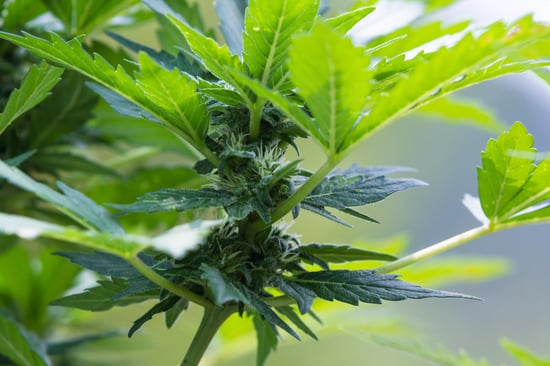 Bellville Voters Reject Cannabis Proposal