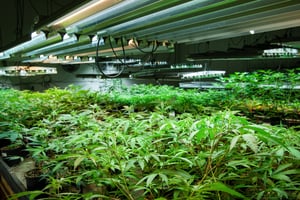 Canadian Cannabis Producers Slam Budget 2025