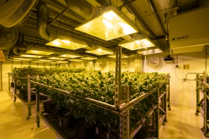Proceeds from Grow House Sale Benefit Sandy Springs
