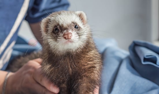 WSU Vets Save Ferret After Cannabis Mishap