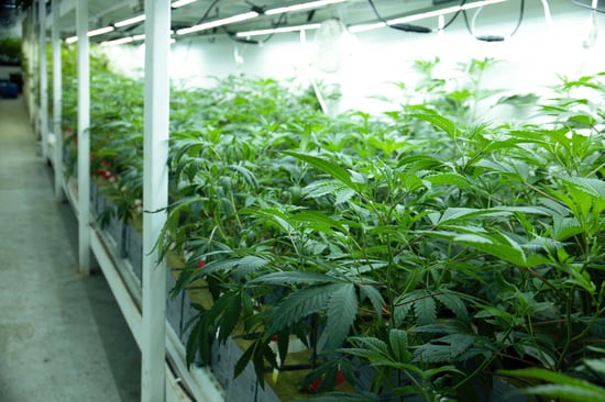 Oklahoma Group Gathers Signatures For Legal Marijuana