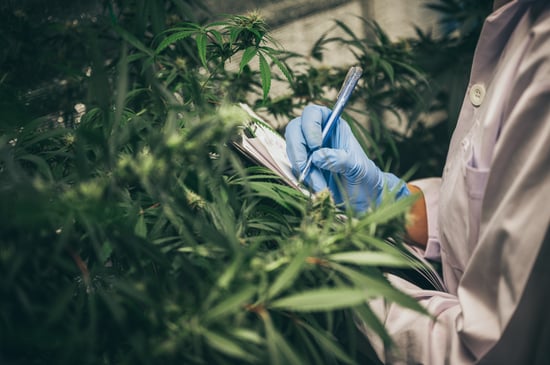 Hamden Cannabis Growing Operation, Housing Plan Approved