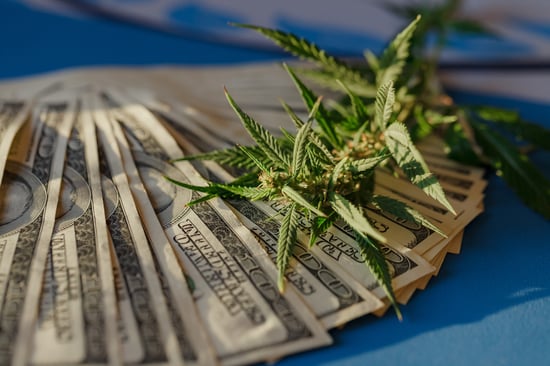 Cannabis NB Hits $100M Sales in 2024-2025