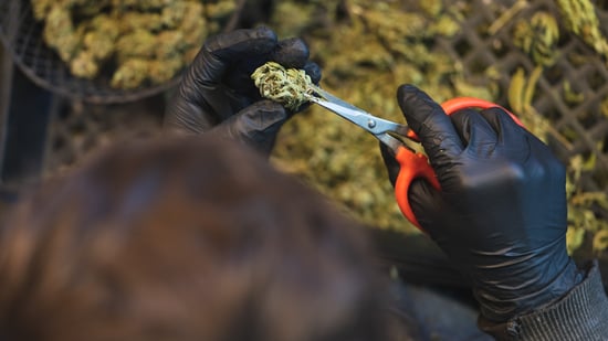 California Lawmakers Approve Critical Marijuana Bill