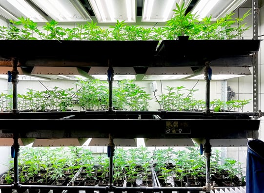 West Virginia Medical Cannabis Fund In Limbo