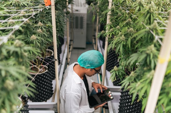 Georgia's Medical Marijuana Debate Heats Up