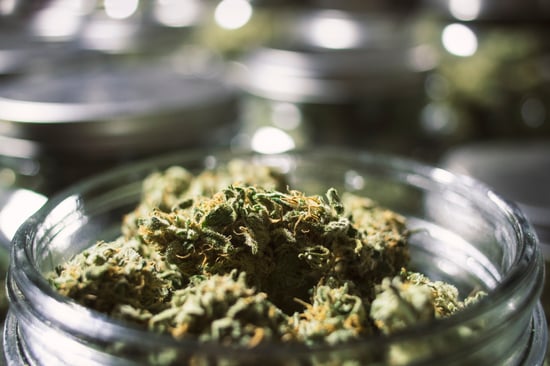 N.Y. Law Crucial for Trafficked Cannabis