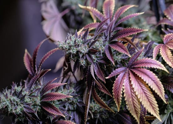 Arkansas tops $100 million in all-time Medical Marijuana tax revenues