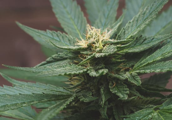 Cannabis price ‘race to the bottom’ hurts market’s future, OCS CEO says