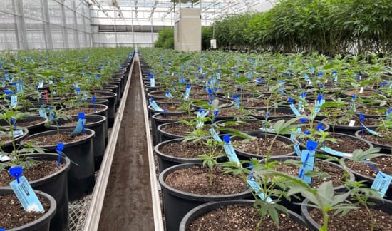 Company behind Missouri Marijuana recall poses legal challenge to state’s regulations