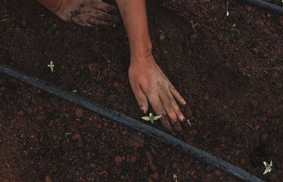 Do Cannabis farms count as agriculture? The answer could cost Michigan Schools