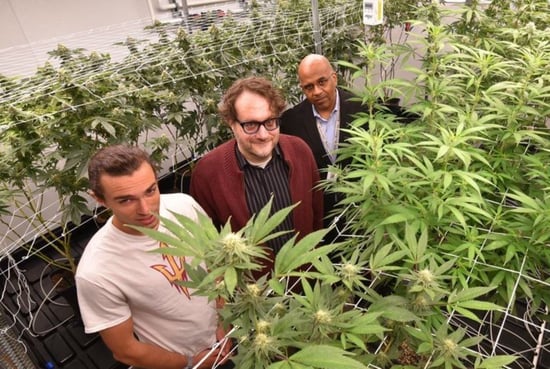 Growing the workforce: colleges add Cannabis studies programs to their offerings