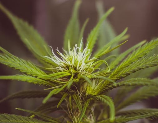 High potency marijuana is associated with psychosis, Colorado university researchers conclude