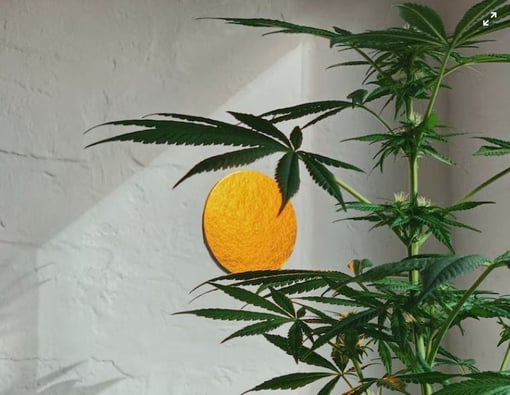 Homegrown Cannabis bill introduced in Washington House