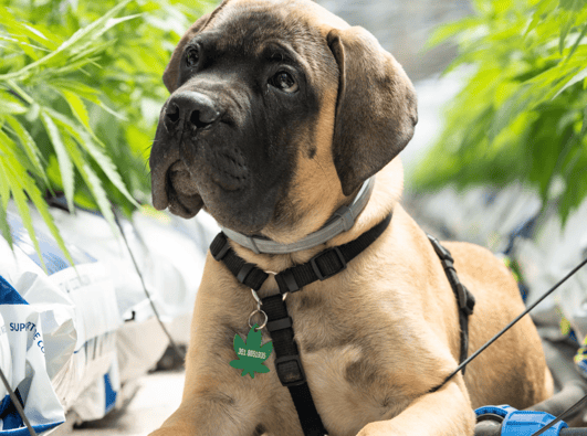 How can Cannabis help our furry friends?