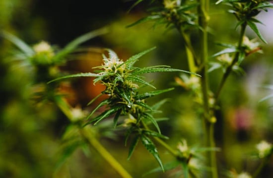 Illinois: one of most expensive and least diverse Cannabis markets in US