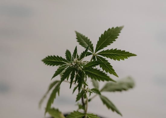 Is Cannabis Rescheduling a Solution?