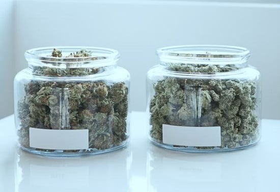 Issuing Marijuana licenses on hold amid legal case