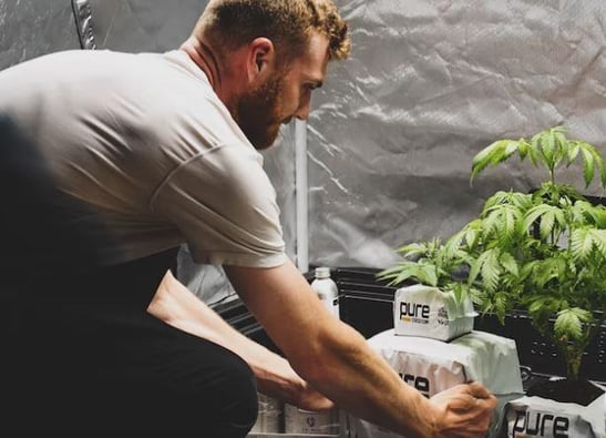 Less space, more plants: how retipping improves efficiency in Cannabis cultivation