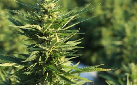 Marijuana rescheduling would be ‘life-changing event’ for Cannabis companies