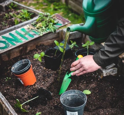 Missouri to begin accepting personal Marijuana cultivation applications by Feb. 6
