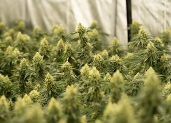 Missouri's Cannabis program's success