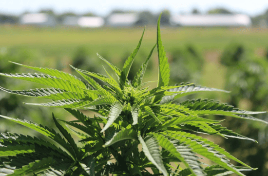 Oklahoma begins process of shutting down 165 Medical Marijuana grow facilities