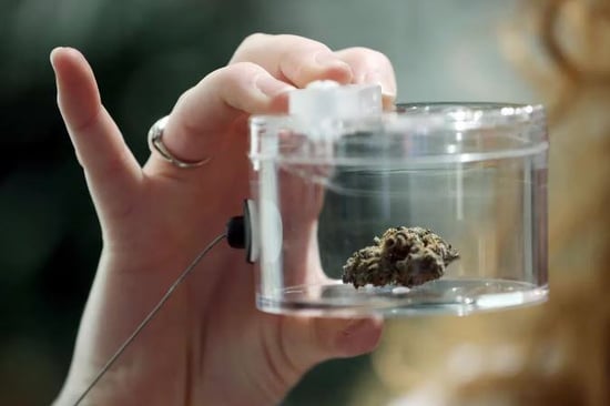 Too many Cannabis shops, too much production: the industry’s perennial problem