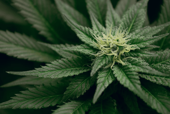US Census Bureau shows $5.7 Billion collected in Cannabis Tax Revenue Since Q3 2021