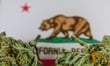 Why Everyone Wants Cali Weed: Designing Facilities for Legendary Results