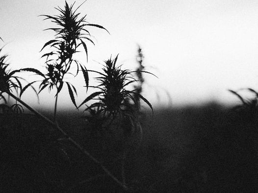Cannabis Cultivation: Arizona's Drought Dilemma
