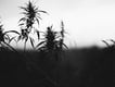 Cannabis Cultivation: Arizona's Drought Dilemma