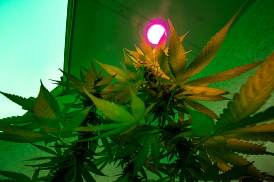 Cannabis School Distance Suit: Decision Imminent