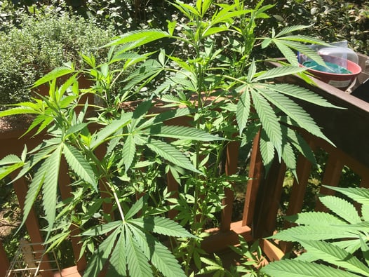 Big Growth Ahead for Petrolia Cannabis Farm!