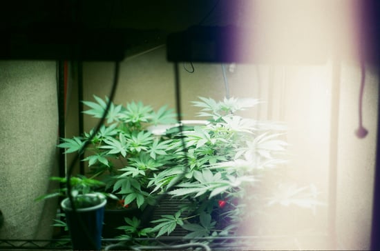 Celoron Debates Cannabis Business Impact