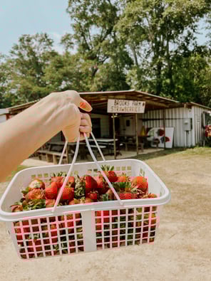 South Morro Hills Grower Switching To Cannabis Now