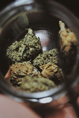 Alabama Halts Medical Marijuana Initiative