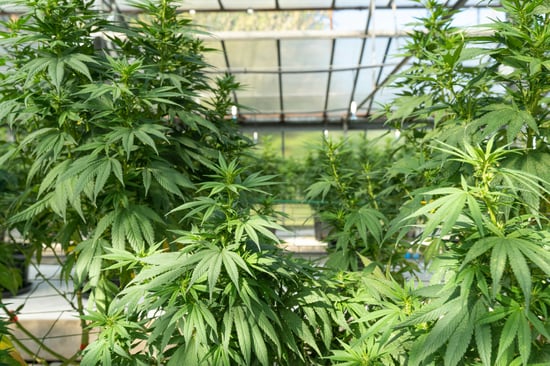 Break-In at Cannabis Facility: Guard Kidnapped